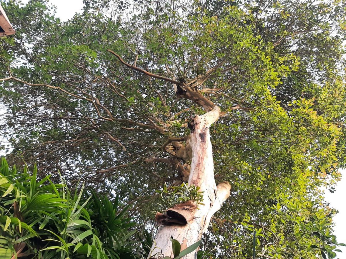 Familia Silvia Perico Villa Ilhabela Exterior foto